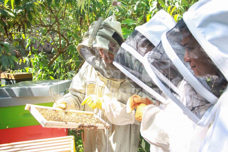 TEAM BUILDING ANIMATION APICULTURE ADOPTE UN EVENEMENT NATURE DECOUVERTE PASSION MIEL PLANETE | adopte-un-evenement