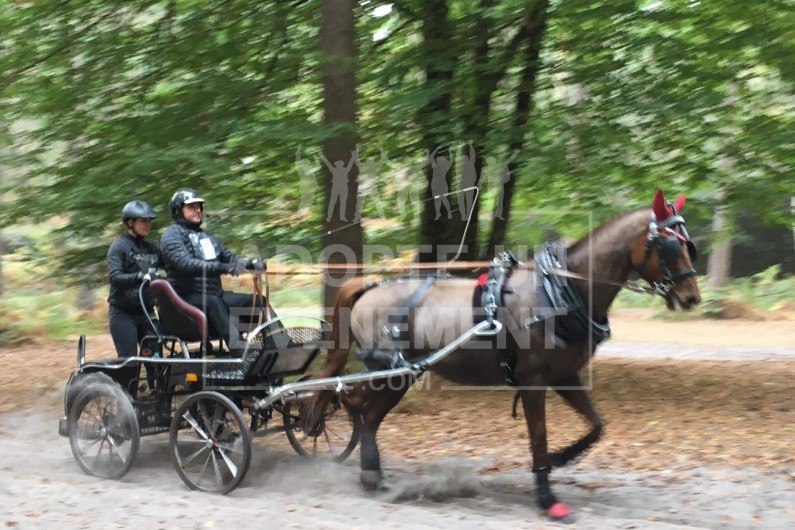 ANIMATION TEAM BUILDING CHEVAL TIR A L'ARC EQUITATION PRATIQUE ET TECHNIQUE DE L'ATTELAGE | adopte-un-evenement