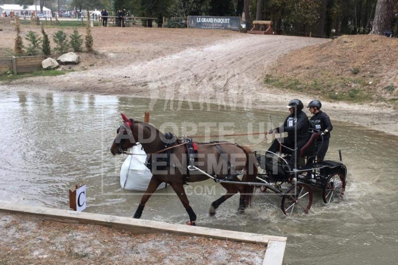 ANIMATION TEAM BUILDING CHEVAL TIR A L'ARC EQUITATION PRATIQUE ET TECHNIQUE DE L'ATTELAGE | adopte-un-evenement