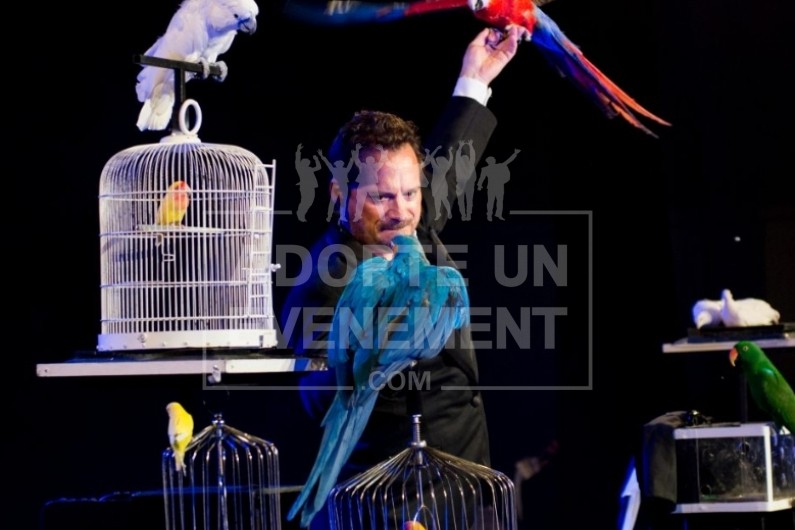 REVE D'OISEAUX - SPECTACLE ARBRE DE NOEL - SPECTACLE CABARET AVEC DES OISEAUX | adopte-un-evenement