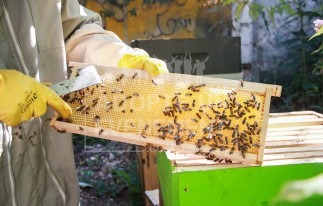 TEAM BUILDING ANIMATION APICULTURE ADOPTE UN EVENEMENT NATURE DECOUVERTE PASSION MIEL PLANETE | adopte-un-evenement