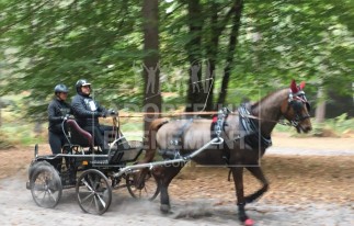 ANIMATION TEAM BUILDING CHEVAL TIR A L'ARC EQUITATION PRATIQUE ET TECHNIQUE DE L'ATTELAGE | adopte-un-evenement