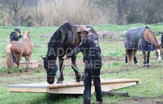 MOUNTAIN TRAIL ACTIVITE EQUESTRE ANIMATION TEAM BUILDING | adopte-un-evenement